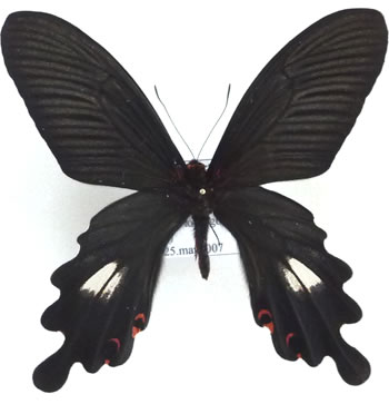 Papilio bootes