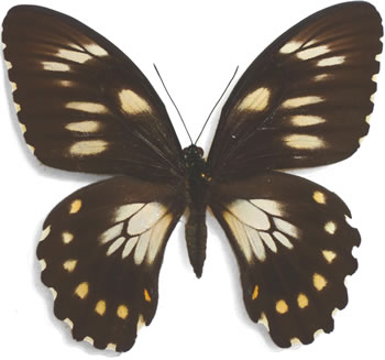 Papilio bridgei