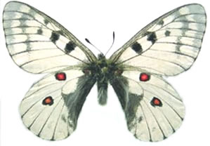 Parnassius bremeri