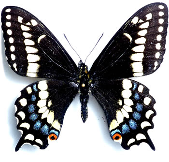 Papilio brevicauda