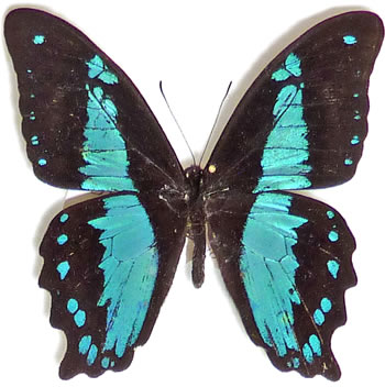Papilio bromius 