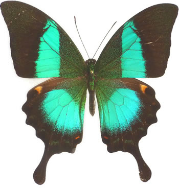 Papilio buddha 