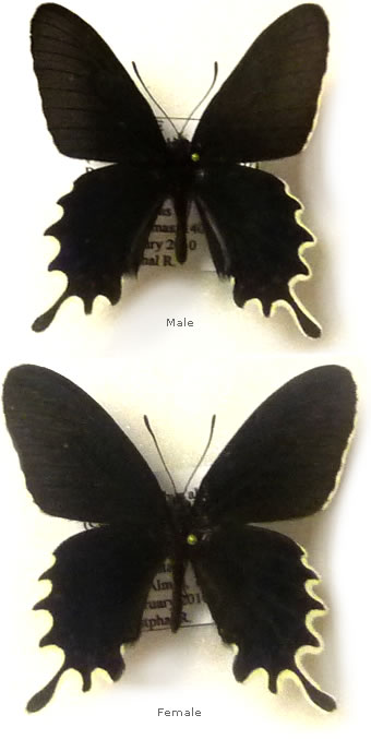 Parides bunichus 