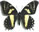 Papilio cacicus 
