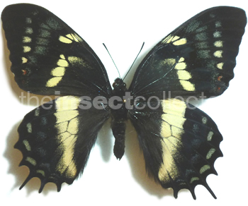 Papilio cacicus 