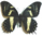 Papilio cacicus 
