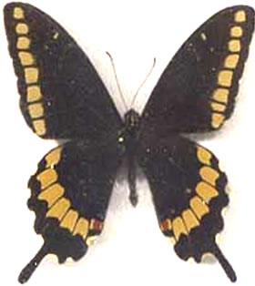 Papilio caiguanabus