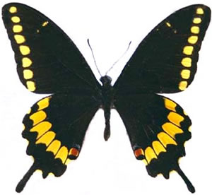 Papilio caiguanabus