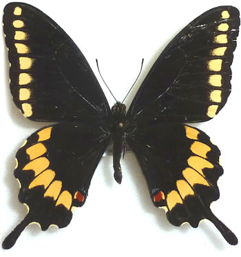 Papilio caiguanabus