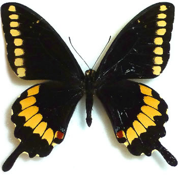 Papilio caiguanabus