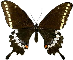 Papilio caiguanabus