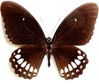 Papilio (castor) mahadeva 