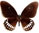 Papilio (castor) mahadeva 