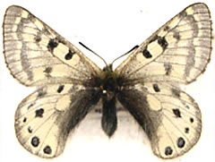 Parnassius cephalus