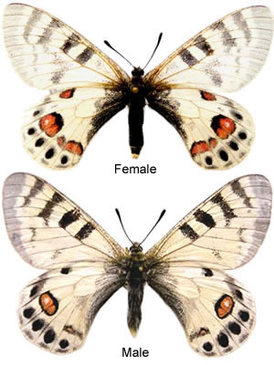 Parnassius romanovi