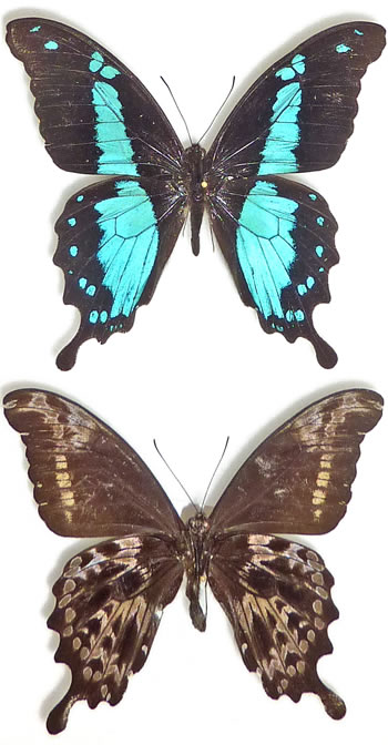 Papilio charopus 