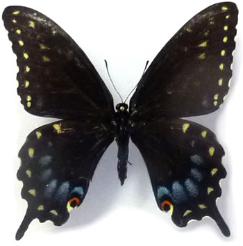 Papilio polyxenes 