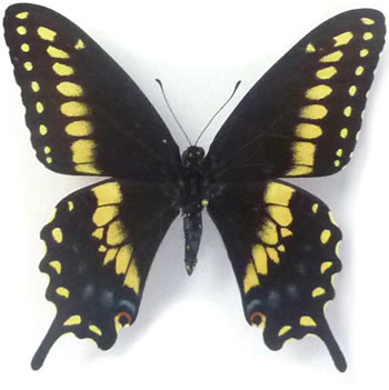 Papilio polyxenes 