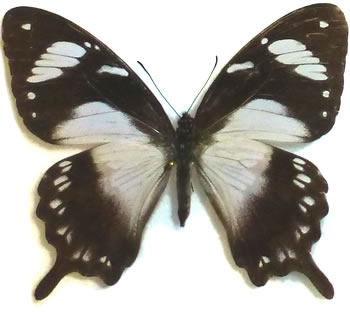 Papilio dardanus 