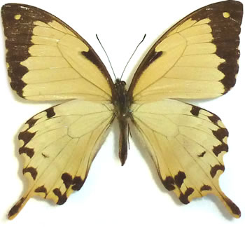 Papilio dardanus 