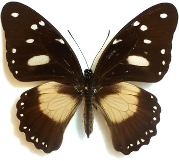 Papilio dardanus 