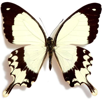 Papilio dardanus 