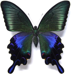 Papilio dehaanii 