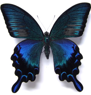 Papilio dehaanii 