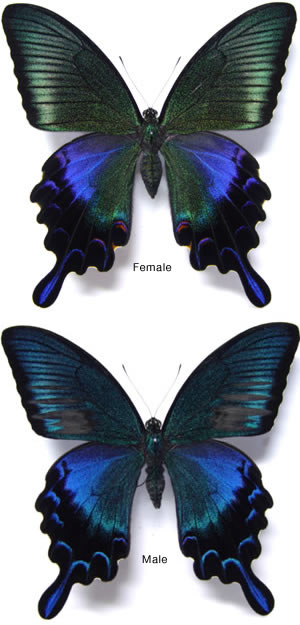 Papilio dehaanii 