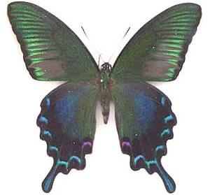 Papilio okinawensis