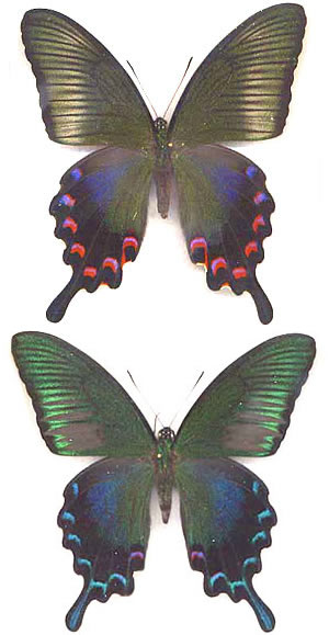 Papilio okinawensis