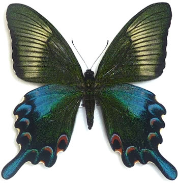 Papilio dehaanii