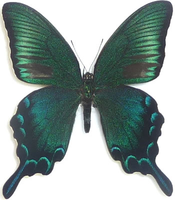 Papilio dehaanii