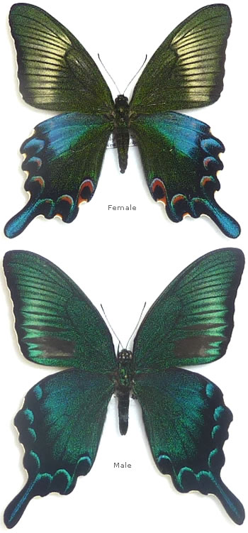 Papilio dehaanii