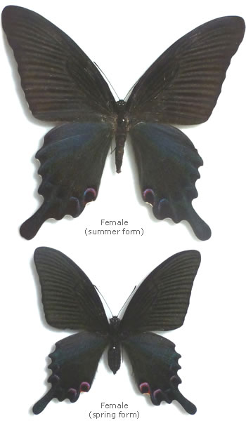 Papilio dialis 
