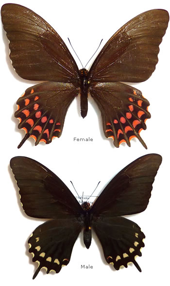 Papilio erostratus 