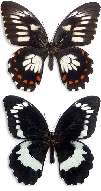 Papilio erskinei 