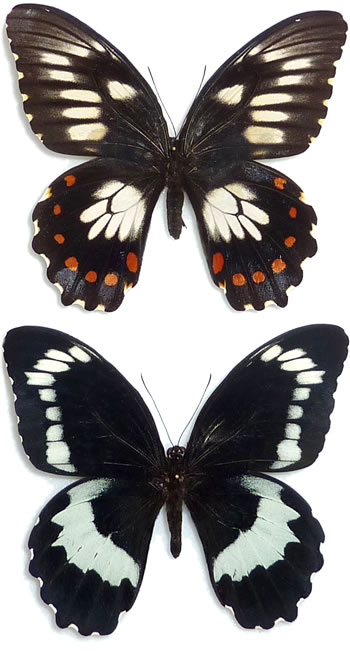 Papilio erskinei 