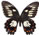 Papilio erskinei 
