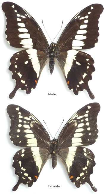 Papilio dardanus 