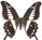 Papilio euphranor