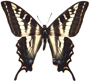 Papilio eurymedon