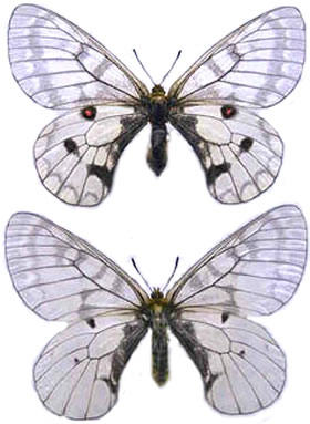 Parnassius felderi