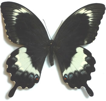 Papilio capaneus