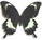 Papilio fuscus 