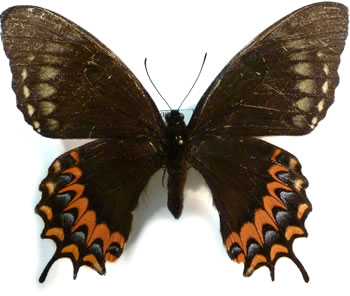 Papilio garamas 