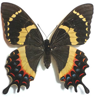 Papilio garamas 