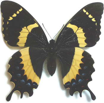 Papilio garamas 