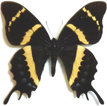 Papilio garamas 