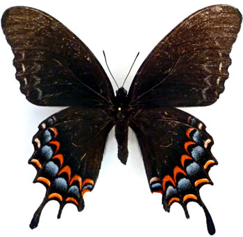 Papilio garamas